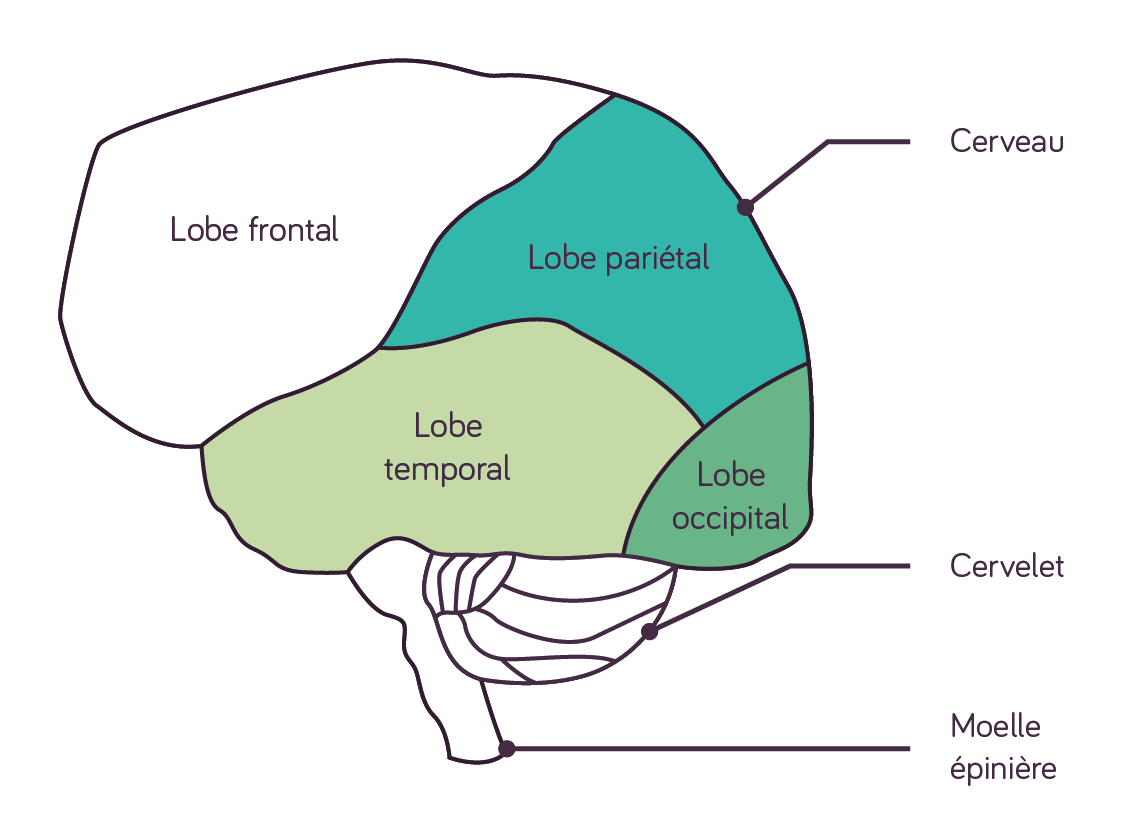 lobes frontal, pariétal, temporal et occipital