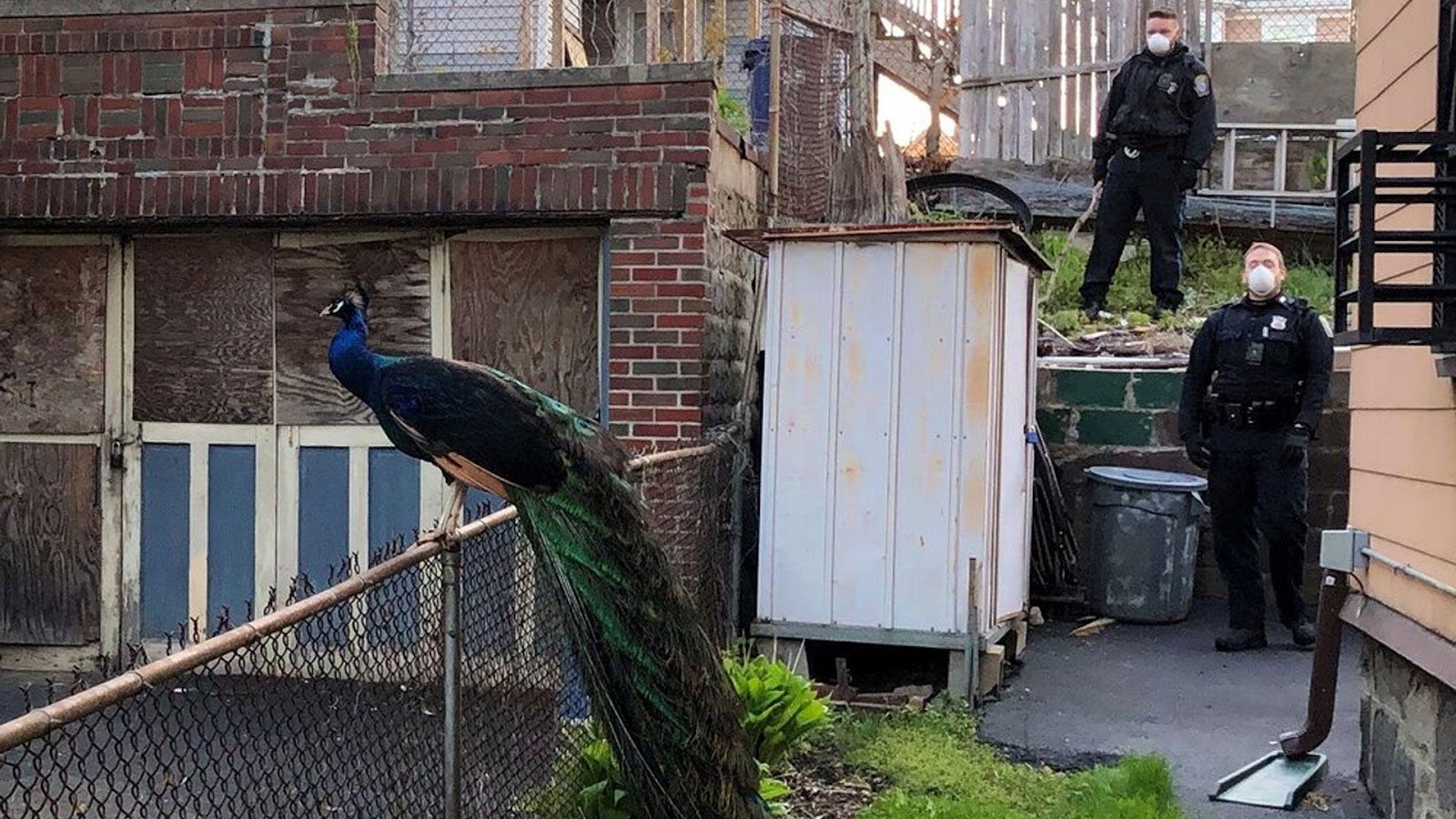 A bird standing in front of a building
Description automatically generated