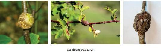 C:\Users\veyse\AppData\Local\Microsoft\Windows\INetCache\Content.Word\t pi zarar.jpg