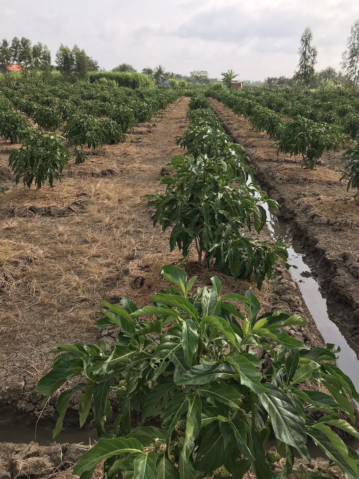 Khu trồng cây nhàu tập trung làm nguyên liệu tại xã Bình Phục Nhứt, huyện Chợ Gạo, tỉnh Tiền Giang