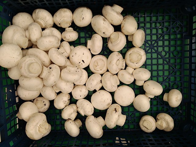 Cogumelos na cor branca da espécie Agaricus bisporus. 