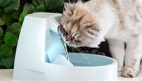 Cat Water Fountain