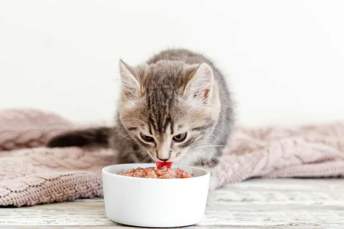 Makanan Kucing untuk Kitten