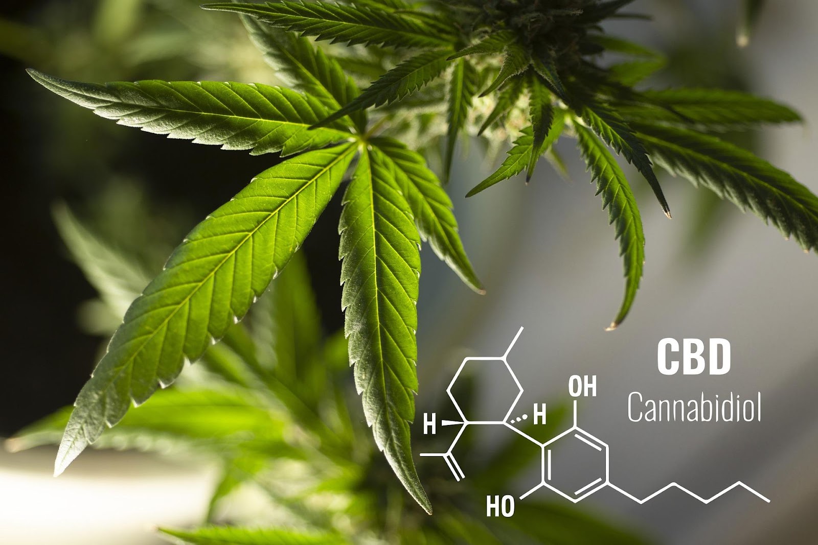  CBD Gummies And Edibles