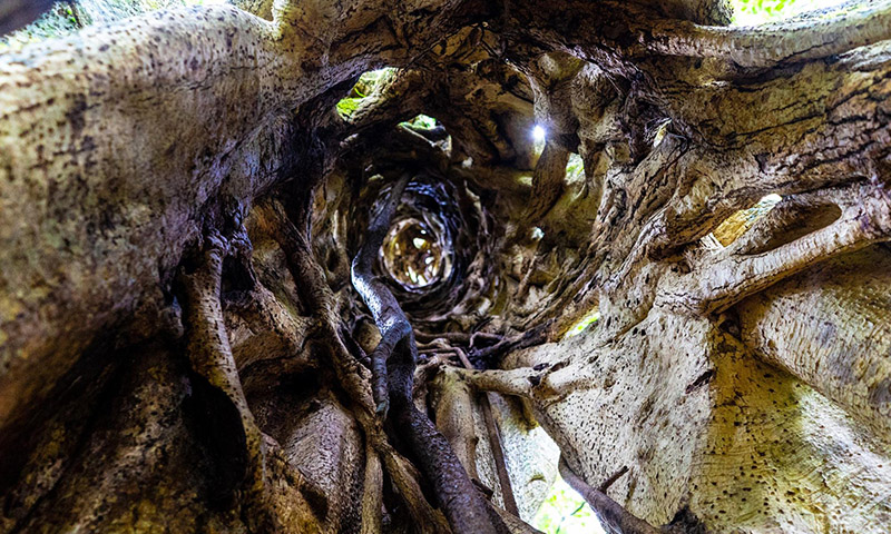 Strangler fig trees