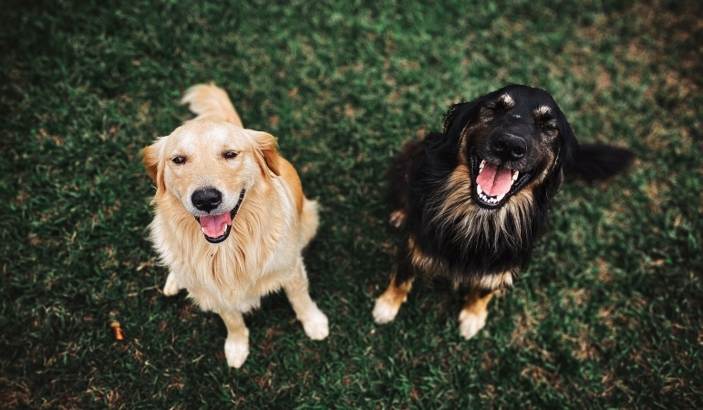 two happy dogs looking up