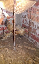 Gà cựa trống - mái vảy rồng, peru, peru lai - tổng hợp - update thường xuyên - 28