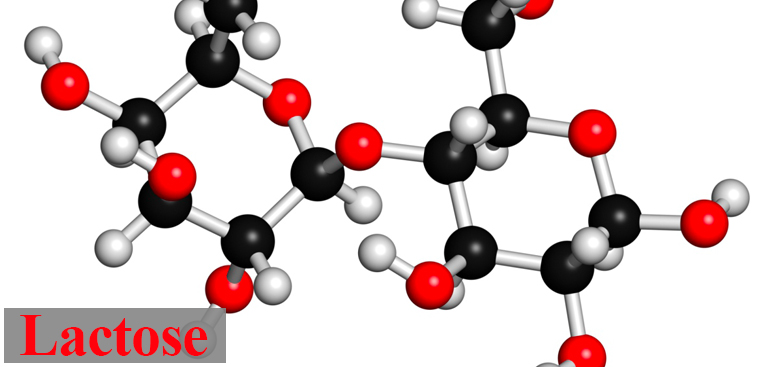 Cấu trúc phân tử của Lactose