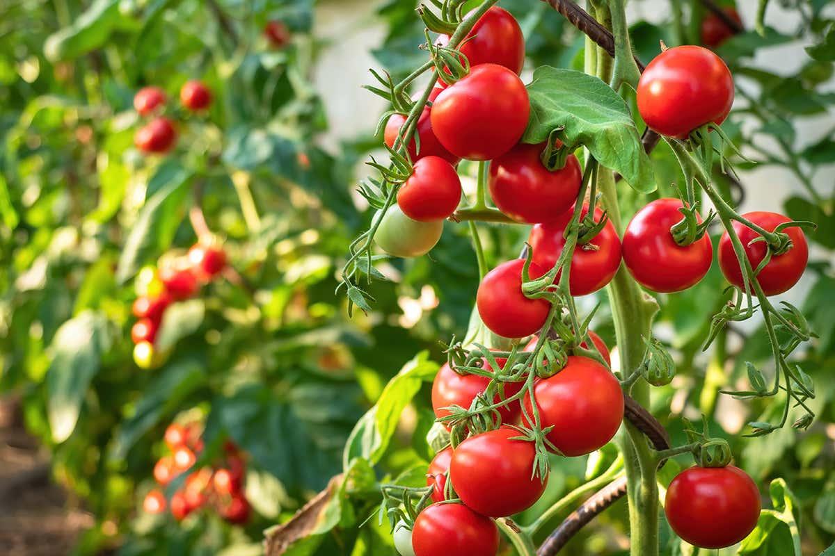 Tomatoes have a kind of nervous system that warns about attacks | New  Scientist