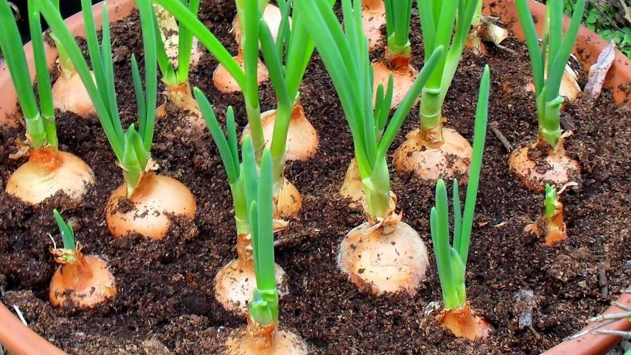 Huerto en casa: Cebollines, cebollas o ajo