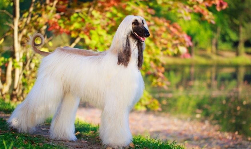 chien afghan aux cheveux qui coule - chiens les plus chers du monde