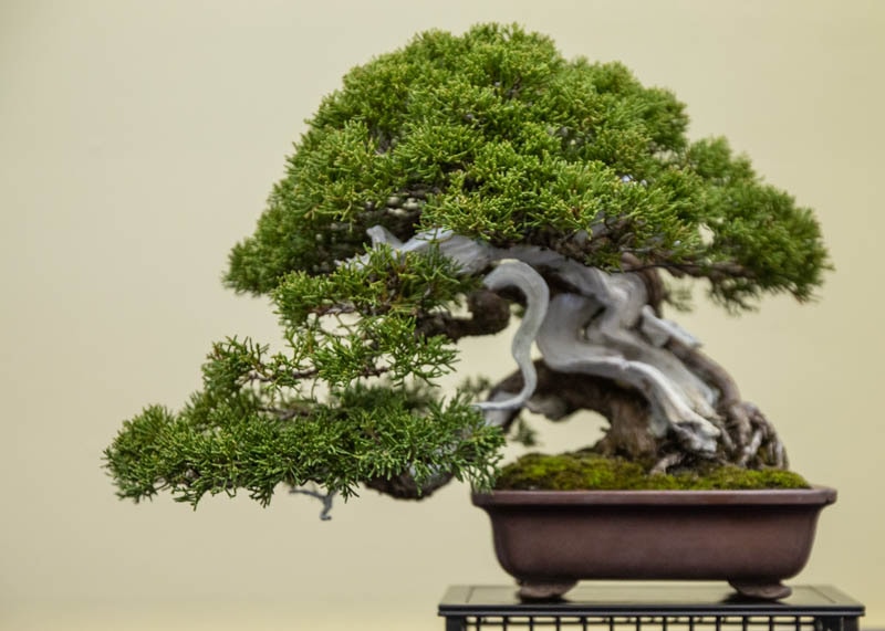 15 Best Indoor Bonsai Trees for Beginners