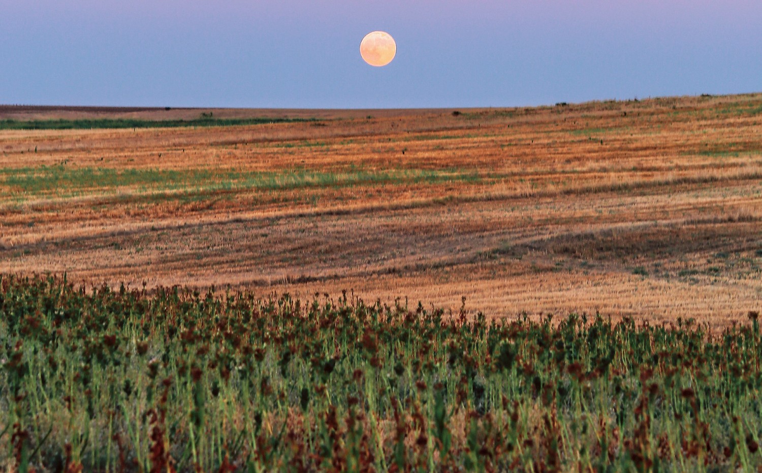 full moon over a green field in a cloudless sky
