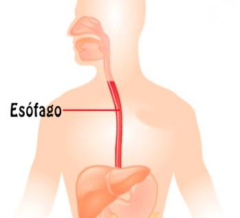 Image result for esofago