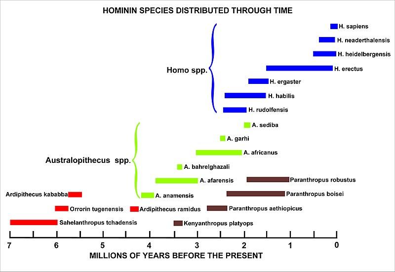 File:Hominin evolution.jpg