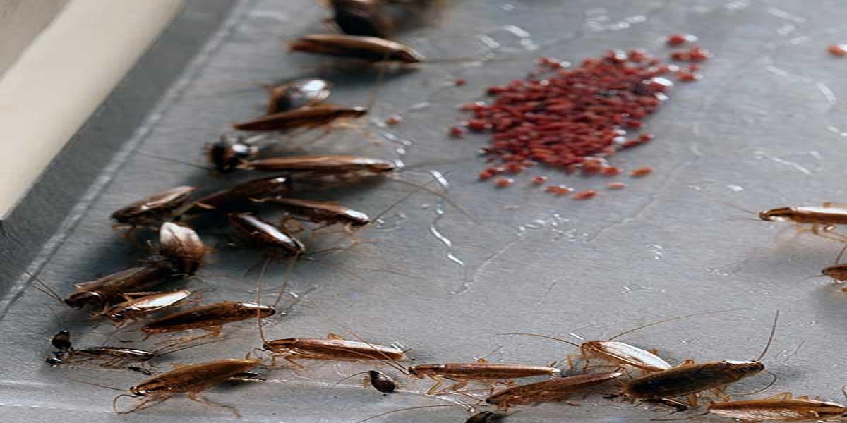 Рецепт избавления от тараканов