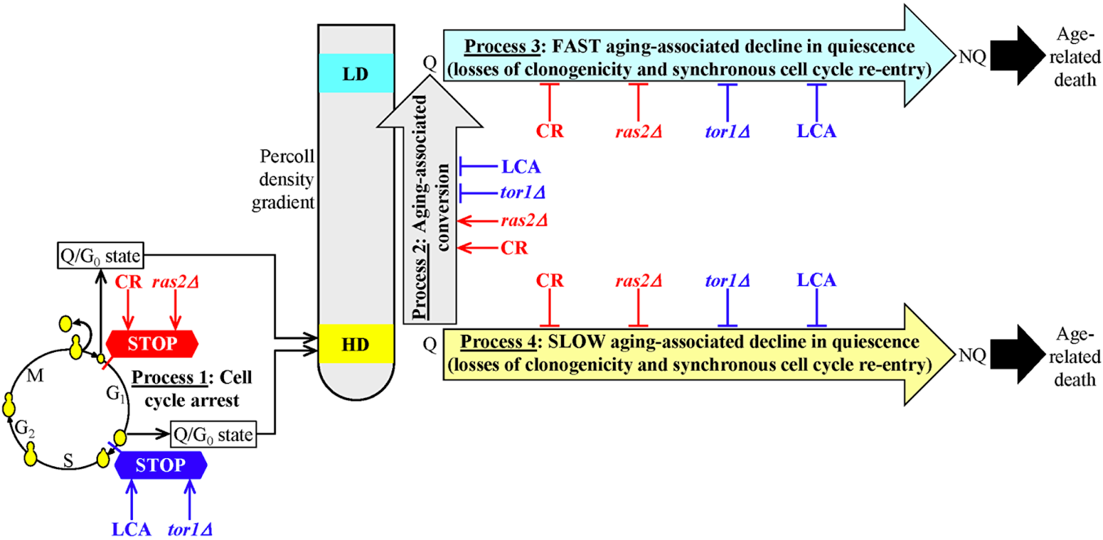Figure 6: A model for the two different ways of delaying yeast chronological aging by geroprotectors that differently affect the mechanism potentially linking cellular aging to cellular quiescence.
