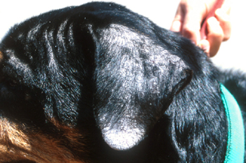 Alopecia and exfoliative dermatitis on the pinna of a dog infected with L. infantum.