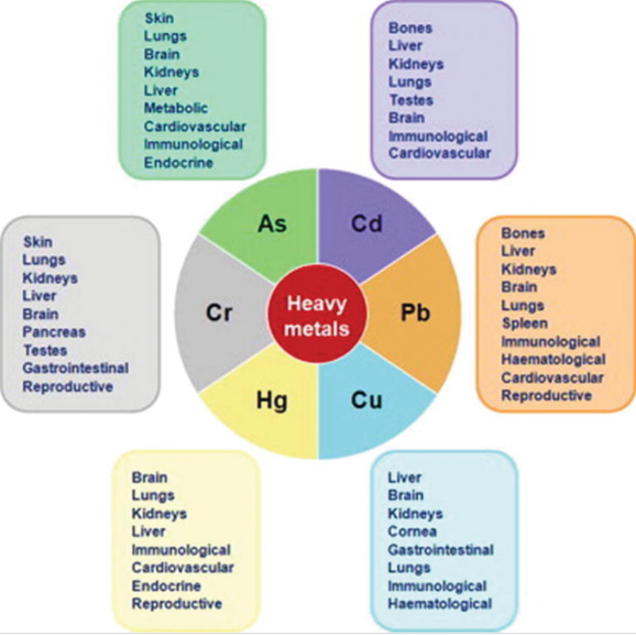 effect of metals in body.PNG