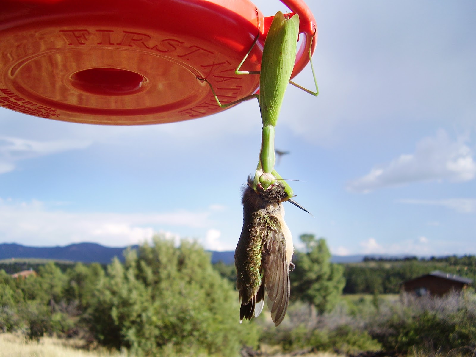 How to Keep Pests Out of Your Hummingbird Feeders