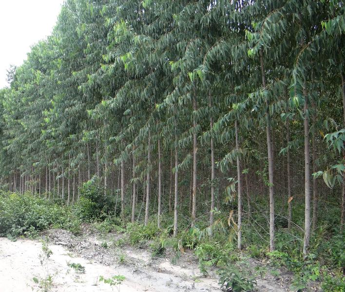 C:\Users\Khan Yasir Mumtaz\Desktop\14-eucalayptus-plantation-of-suzano-specifically-for-biomass-2-municipality-of-urbano-santos-foto-ig.jpg