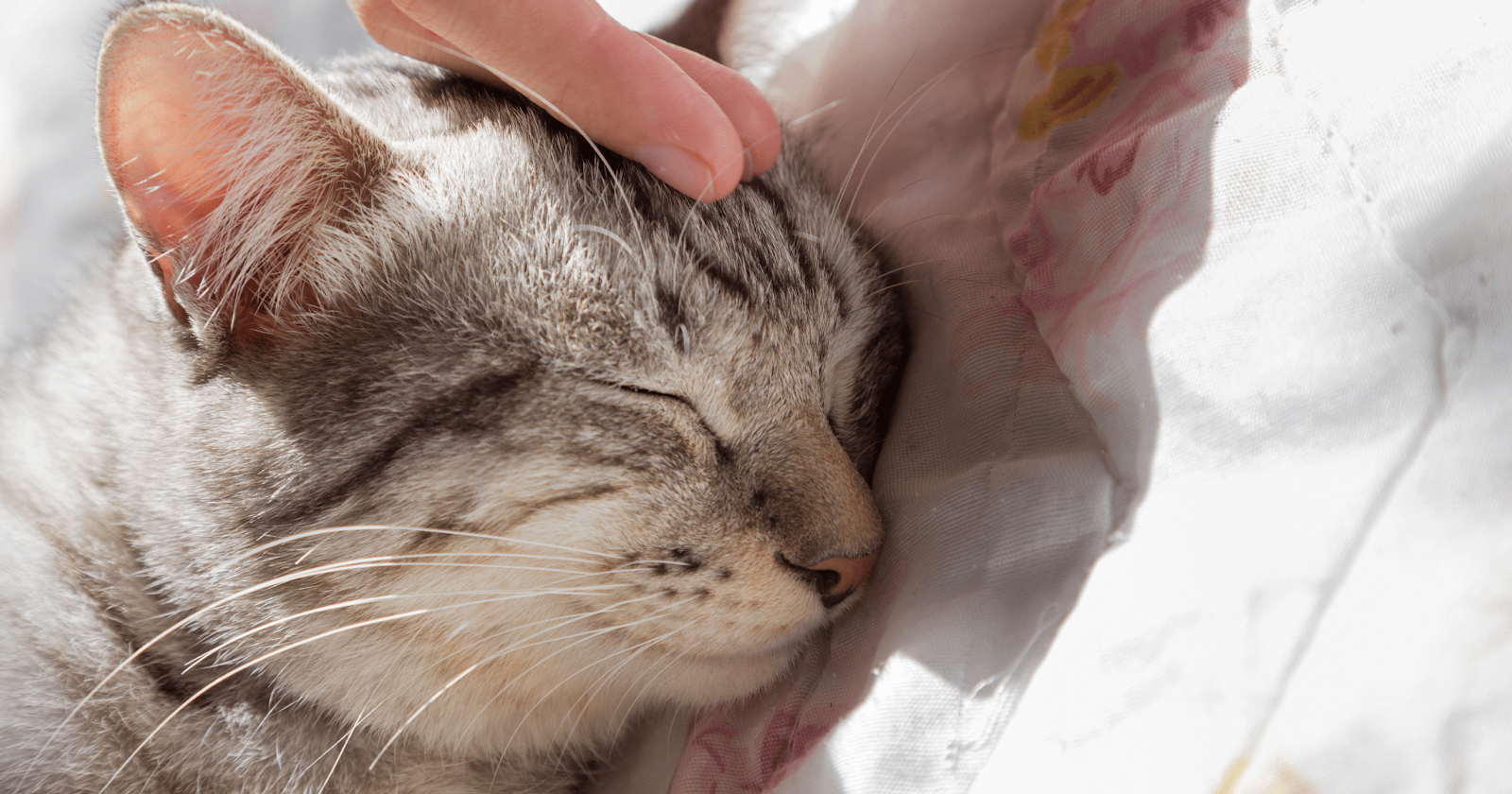 Tabby cat sleeping on blanket in sunshine getting pet gently on the head