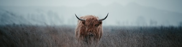 Photo of a bull in a field