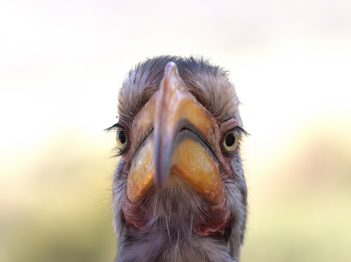 southern yellow-billed hornbill (Copy).jpg
