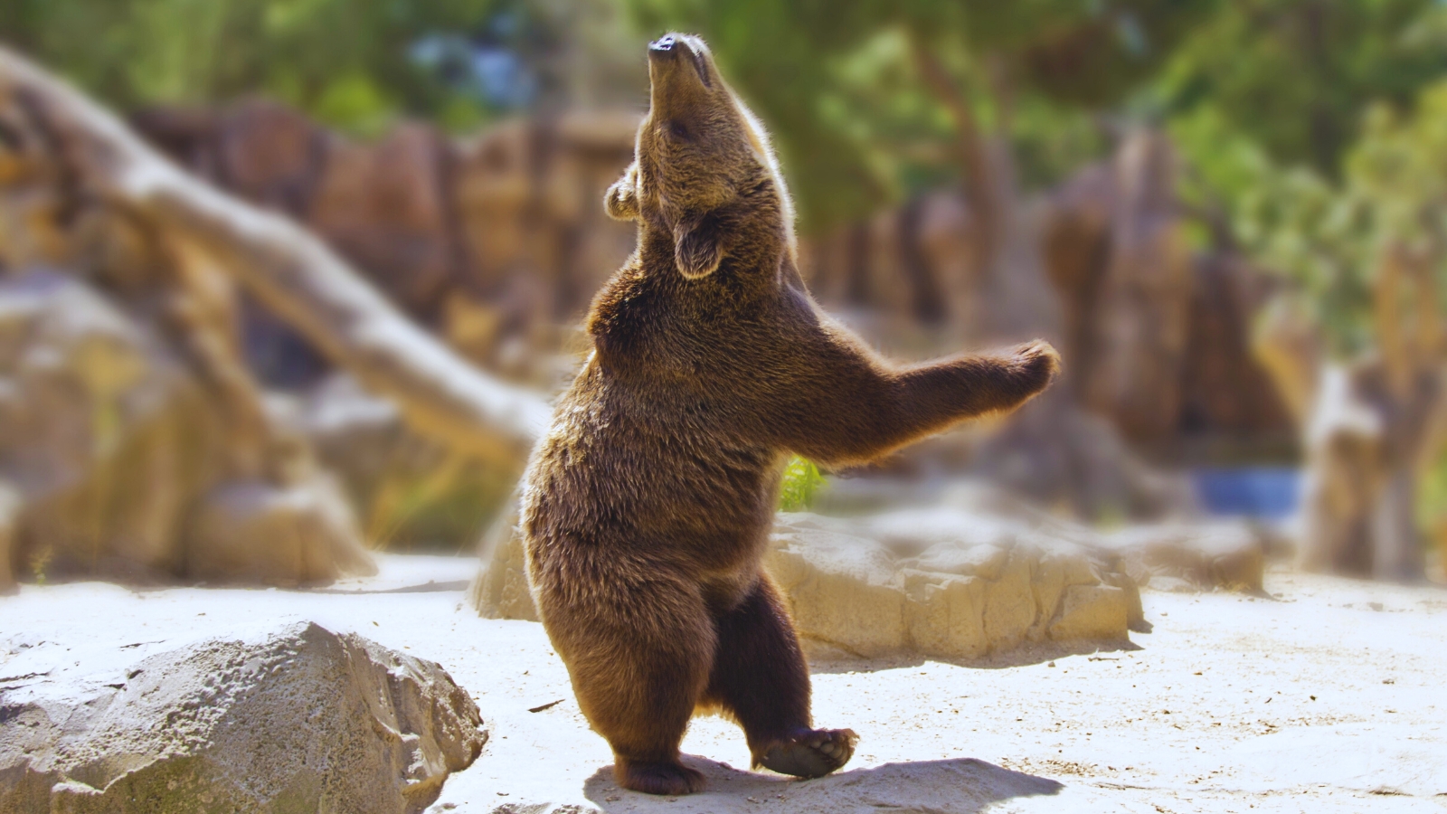 what happens when a bear eats weed