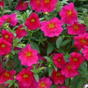 Image result for petunia petchoa supercal neon rose