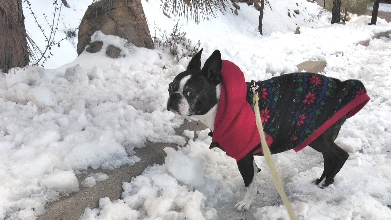 Boston Terriers Handle The Snow/ Cold 