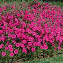 https://www.harrisseeds.com/storefront/images/Product/medium/08409.jpg