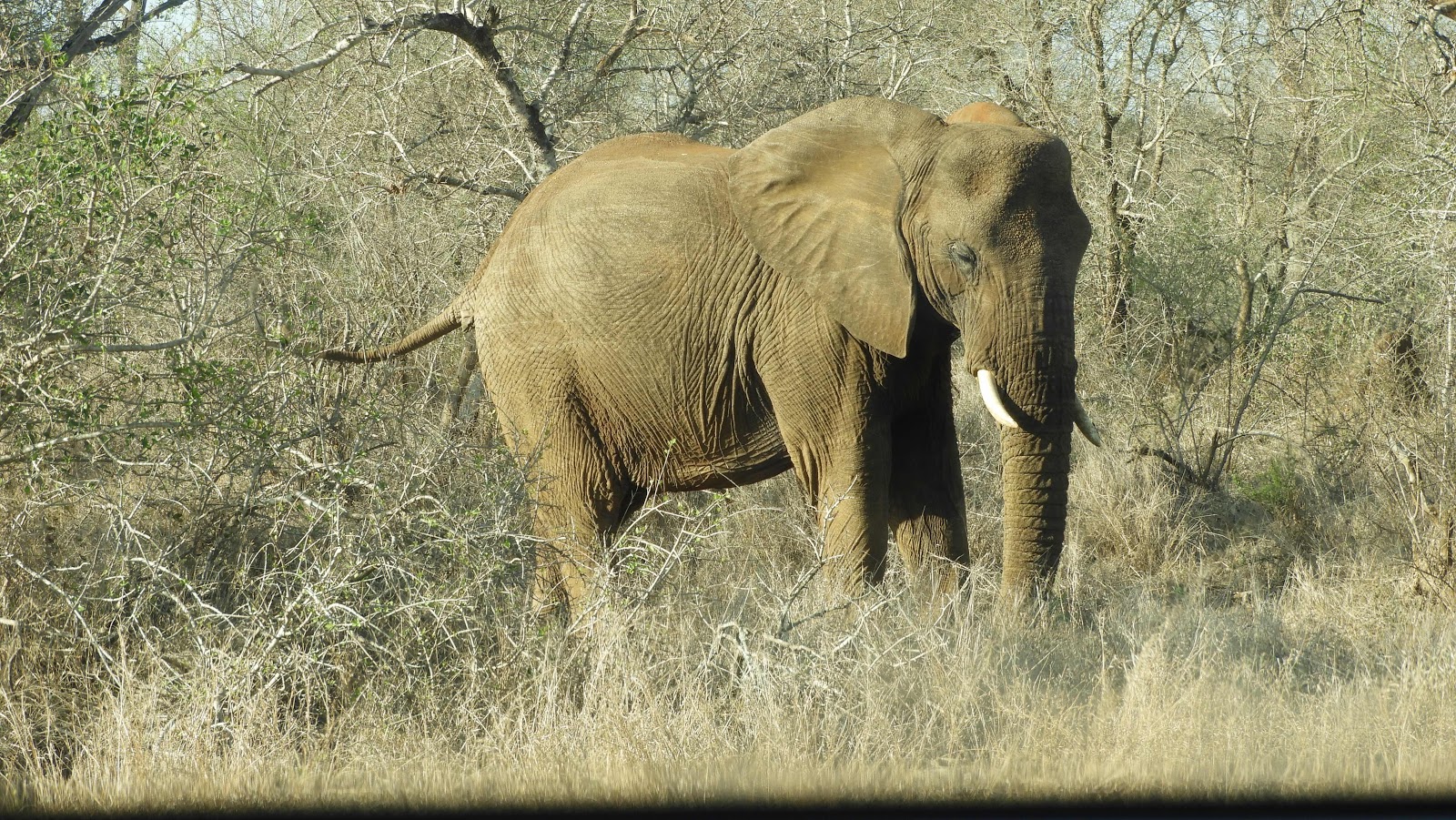 Elephant Hlane eSwatini