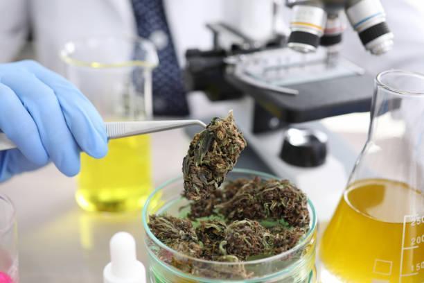 Laboratory coworkers study hush Close-up view of medical professional worker holding hemp with tweezer. Microscope and flasks with liquid on lab table. Marijuana tests and technology concept cannabis labaratory stock pictures, royalty-free photos & images