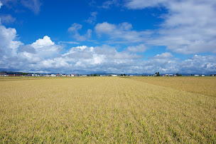 北竜町・豊穣の秋 2014