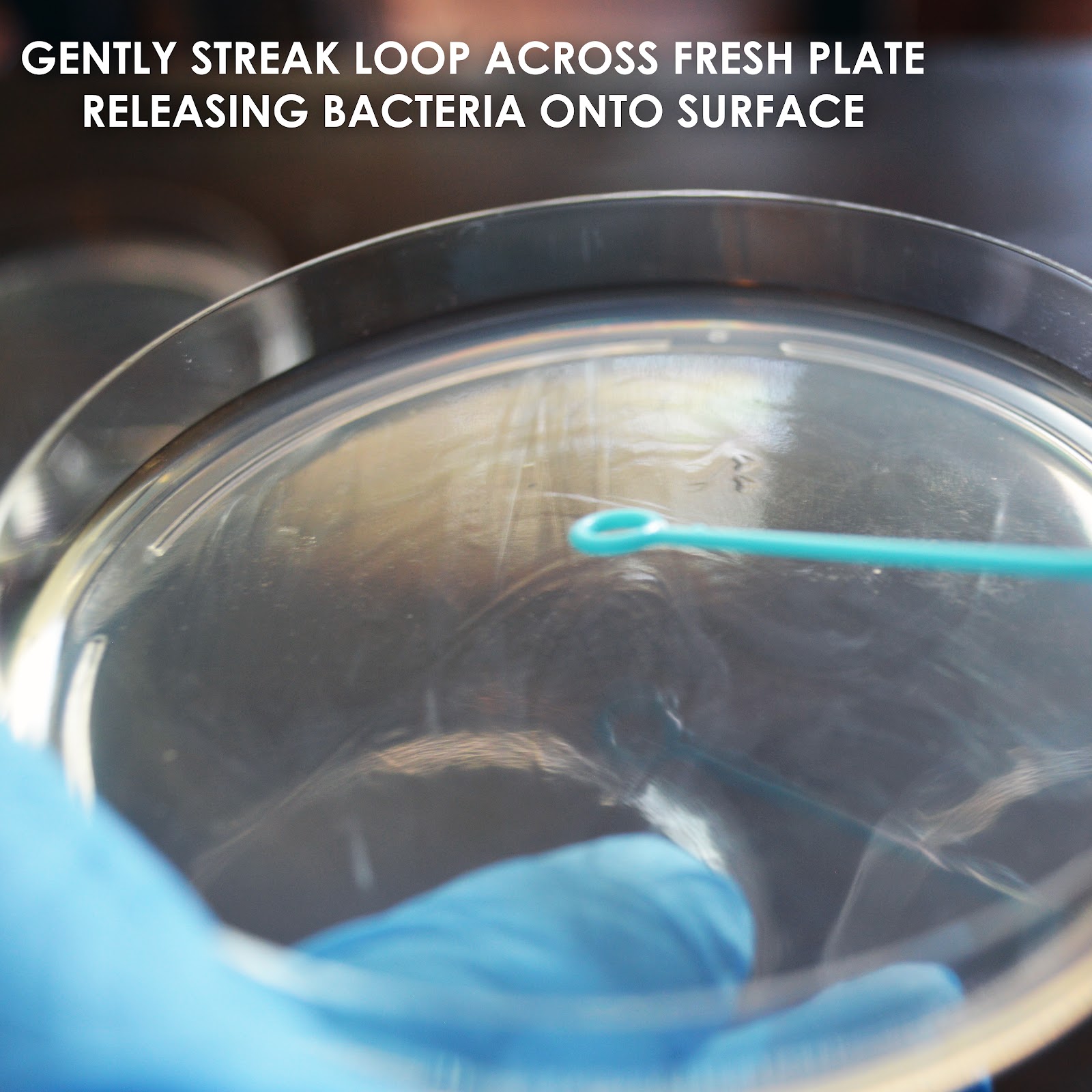 streakbacteria.jpg