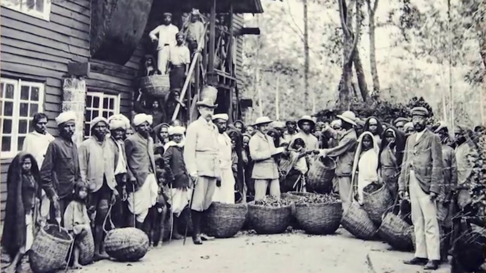 The History of Tea in Sri Lanka
