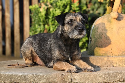 how to potty train border terrier