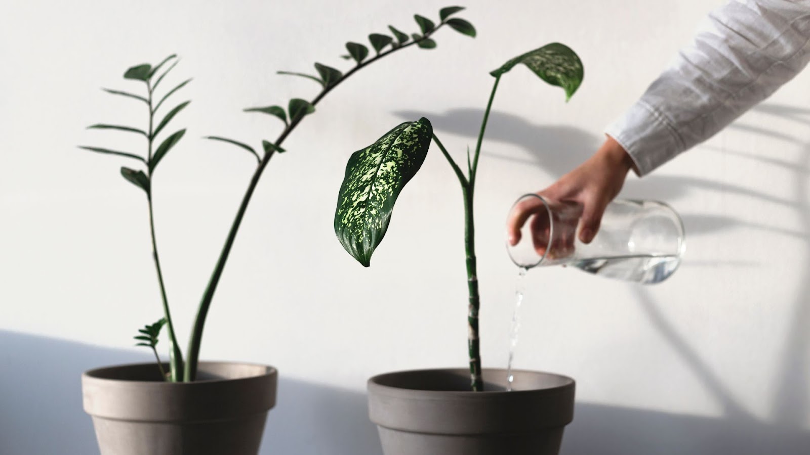 plantas regadas con agua
