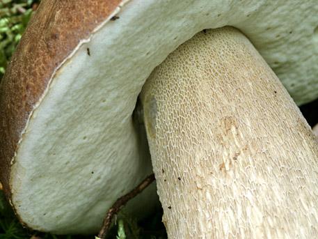 boletus_reticulatus_05.jpg