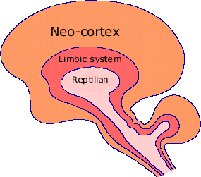 Brain-Triune_2