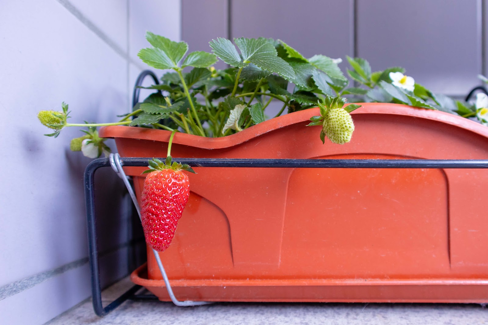 Best Strawberry Planters for 2022 2