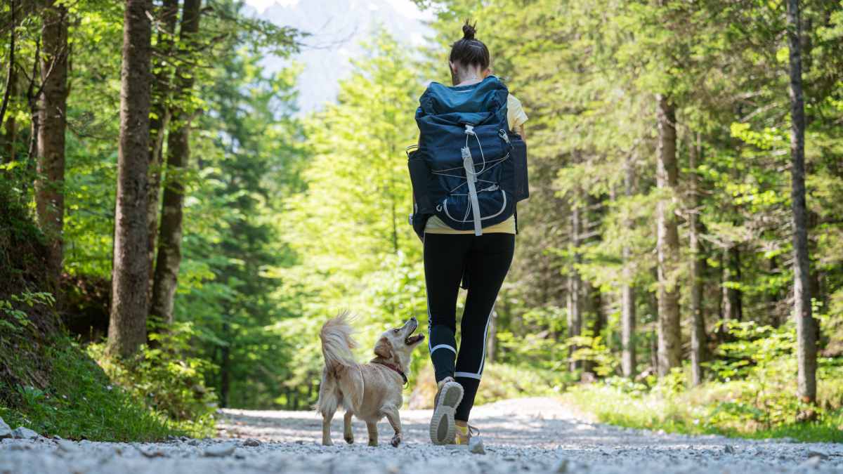 Hike with your dog in Lake Tahoe