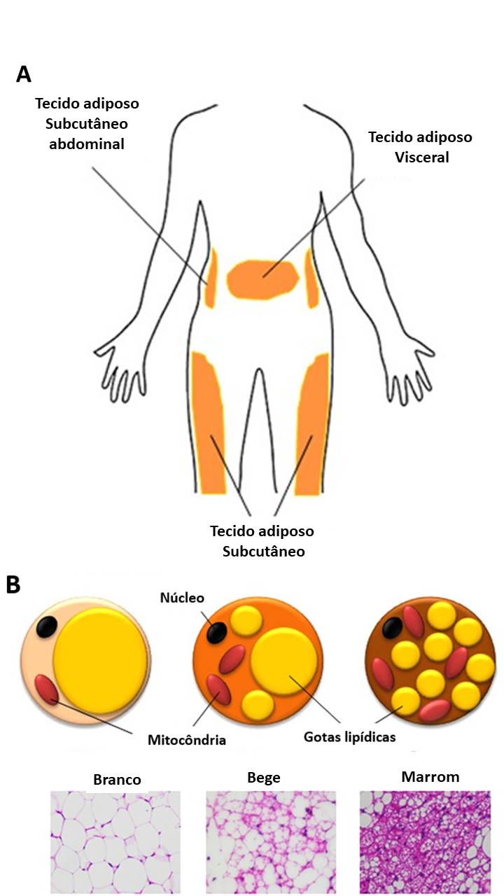 Localização dos tipos de tecido adiposo subcutâneo e visceral