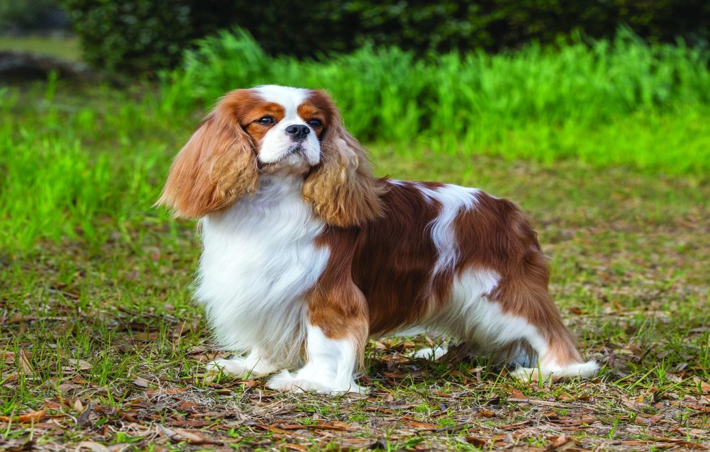 Cavalier King Charles Spaniel Dog Breed 