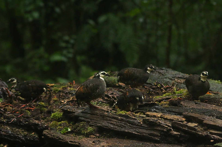 5 of 6 Grey-breasted / White-faced Partridge from Mt. Ijen, East Java