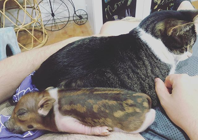 pet pig with cat
