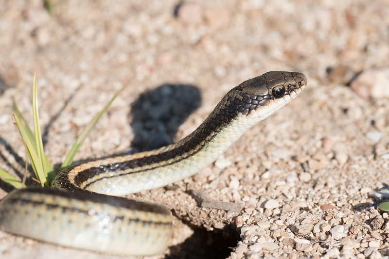 Garter snake beside a hole