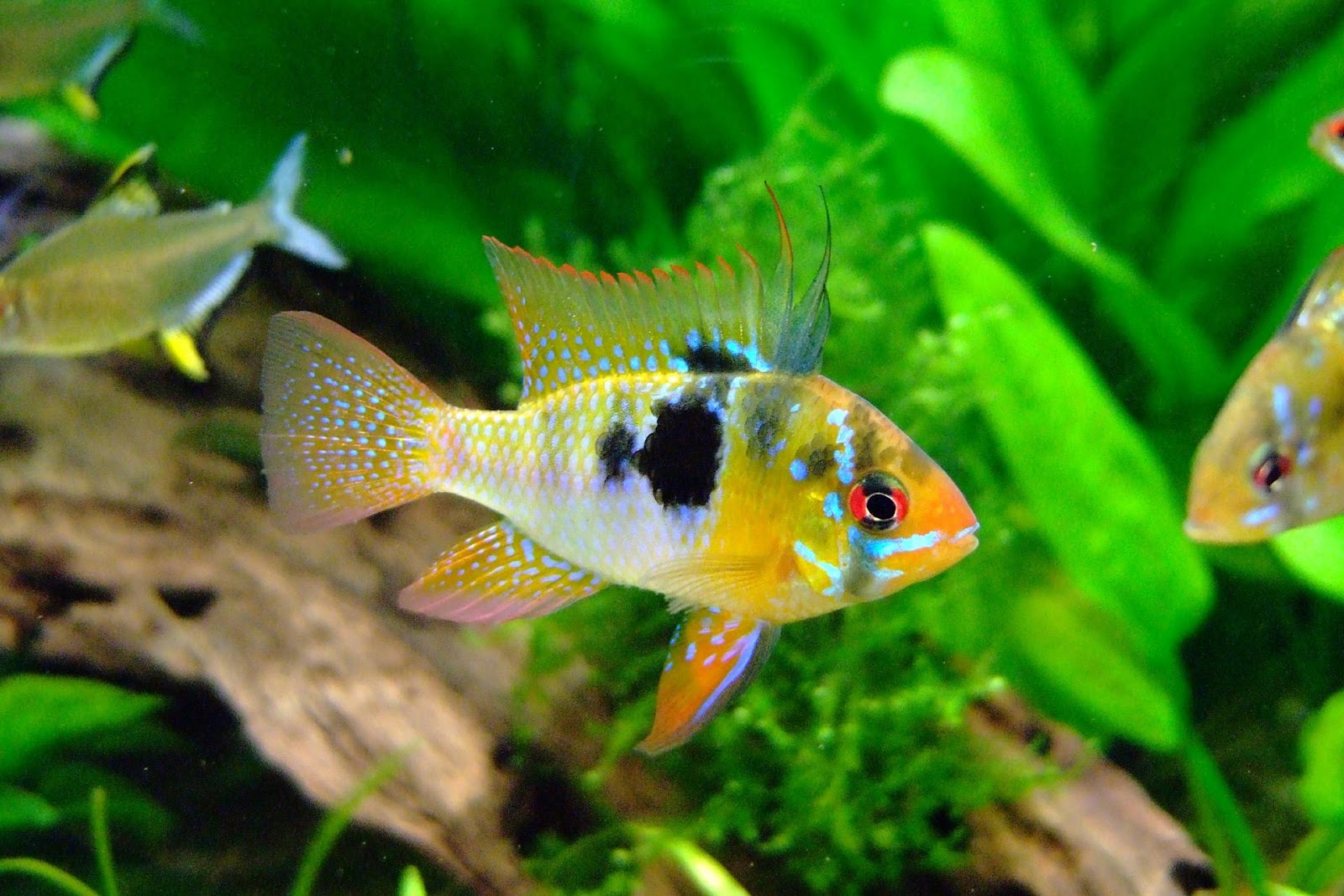 Colorful cichlids in a tank