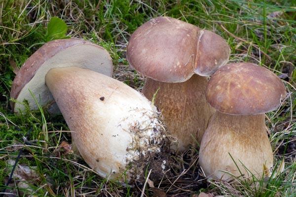 boletus_reticulatus_01.jpg